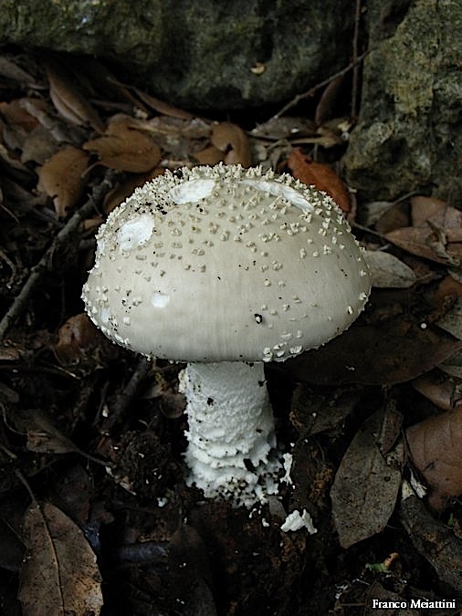 Amanita echinocephala